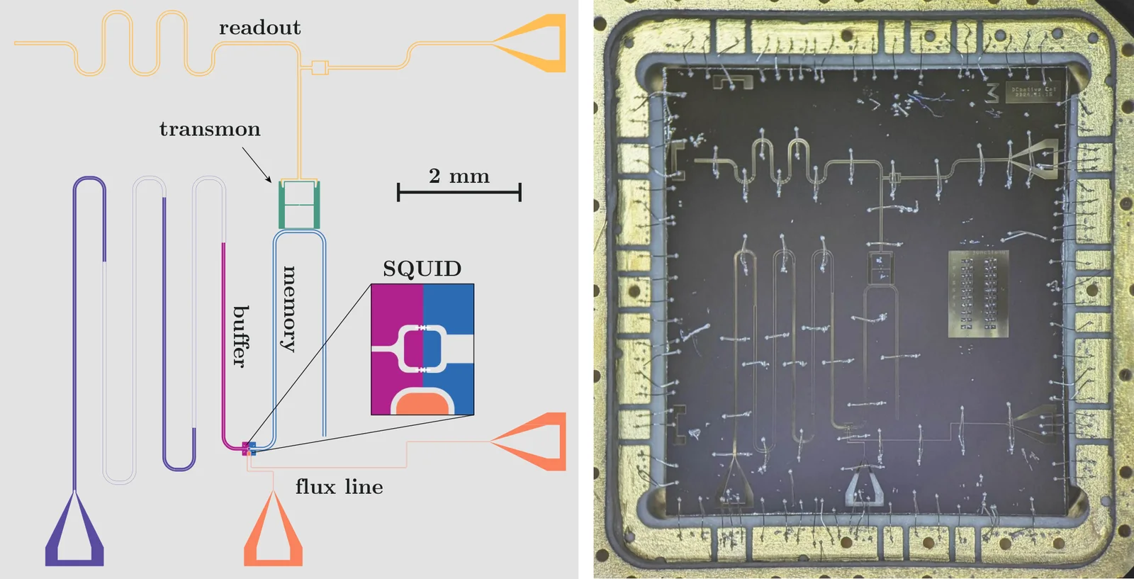 Left, a colour layout of the superconducting chip: a long readout line along the top, a transmon, a folded memory resonator in blue and a buffer resonator in magenta meeting at a SQUID shown in an enlarged inset, with a flux line and a 2 mm scale bar. Right, a photograph of the same chip mounted in a gold-coloured holder, its meandering lines visible on the dark die.